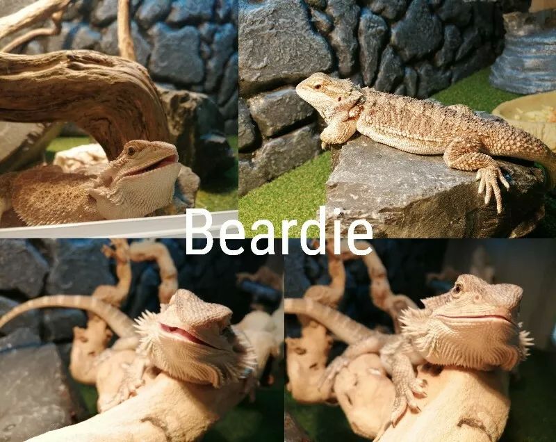 URGENT: 5 ½ month old bearded dragon, along with whole setup