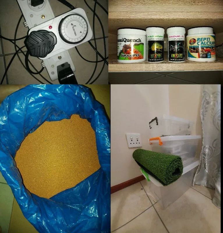 URGENT: 5 ½ month old bearded dragon, along with whole setup